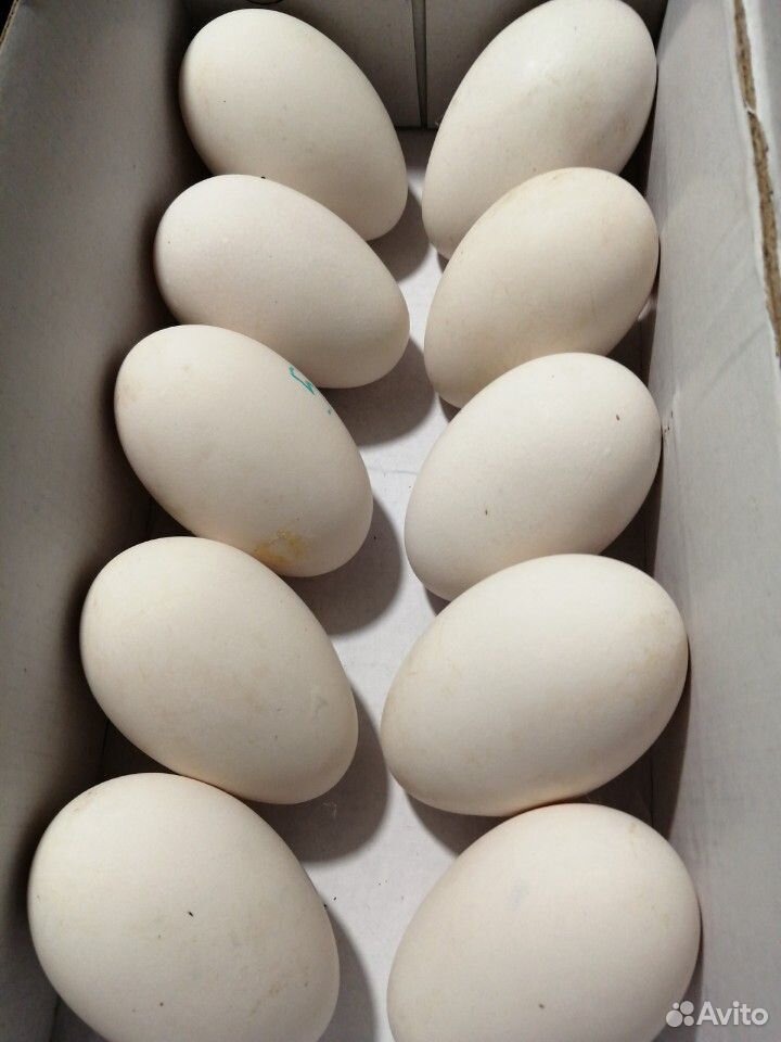 Яйца гусиные и куриные инкубационные купить на Зозу.ру - фотография № 2