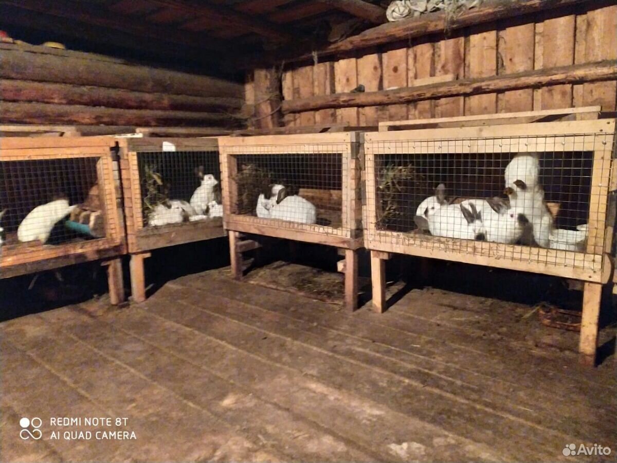 Кролики, мясных пород купить на Зозу.ру - фотография № 7