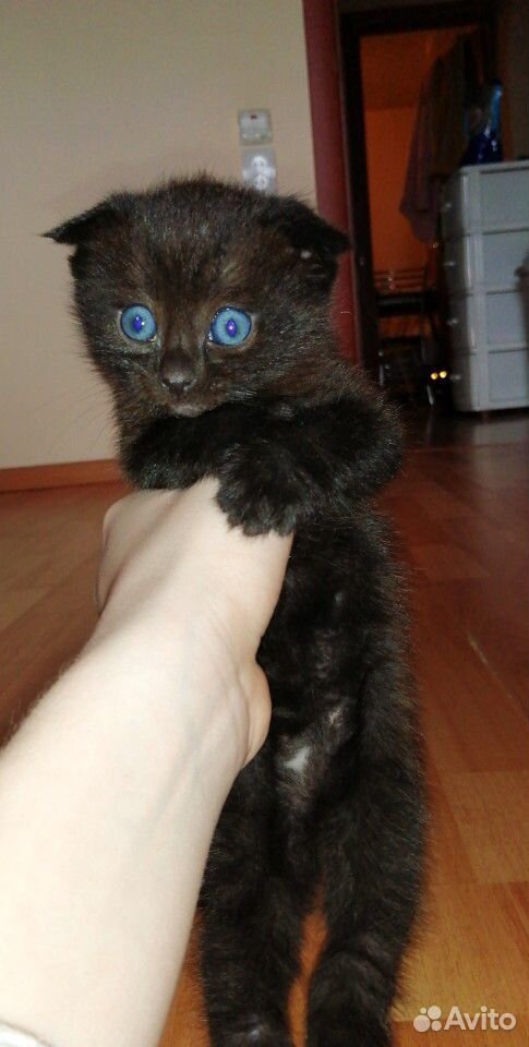 Вислоухие котята в добрые руки купить на Зозу.ру - фотография № 3
