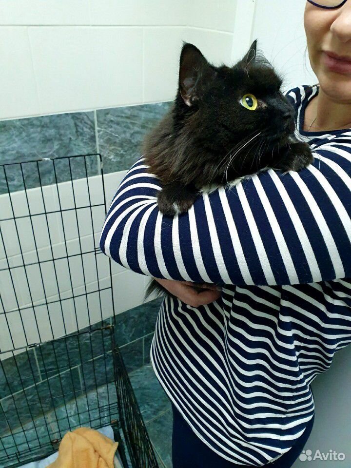 Ласковая кошка Муся в любящие руки купить на Зозу.ру - фотография № 5