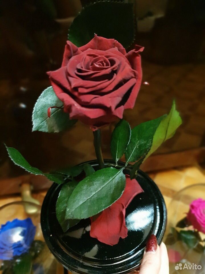 Живая роза в колбе купить на Зозу.ру - фотография № 10