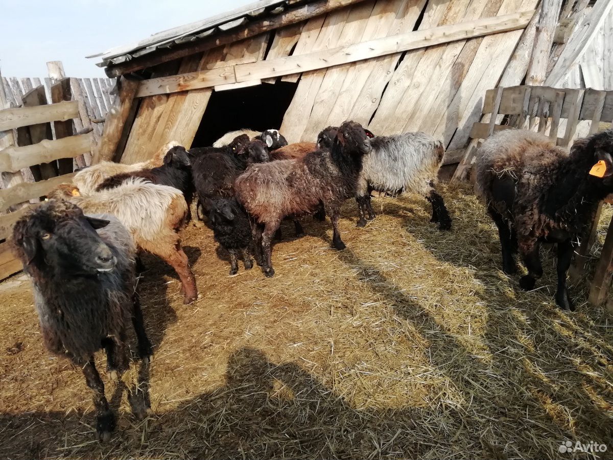 Курдючные овечки купить на Зозу.ру - фотография № 3