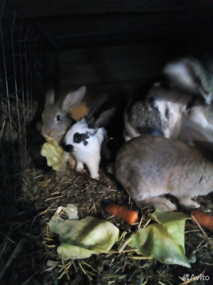 Кролики 2,5 месяца купить на Зозу.ру - фотография № 2