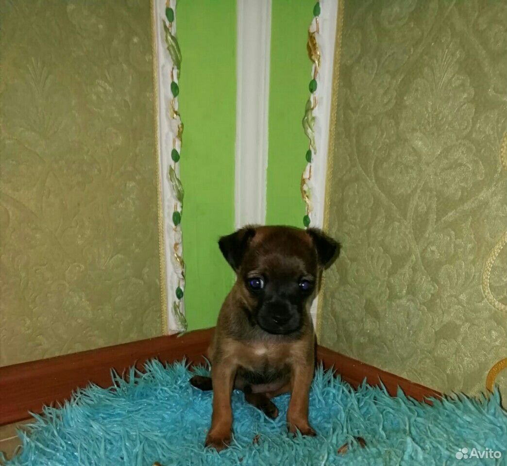 Коричневый щенок той-терьера купить на Зозу.ру - фотография № 2