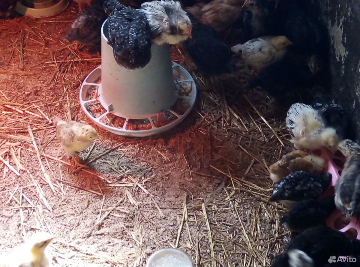 Цыплята домашние, яйцо купить на Зозу.ру - фотография № 4