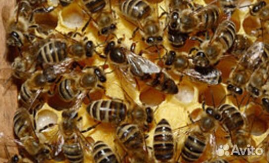 Продаём пчёл купить на Зозу.ру - фотография № 1