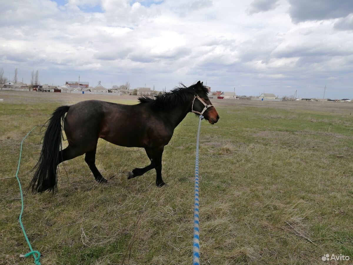 Лошадь купить на Зозу.ру - фотография № 3