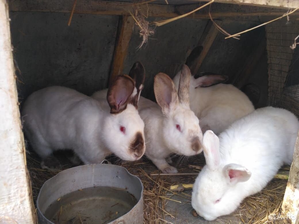 Продам кроликов с клеткой купить на Зозу.ру - фотография № 3