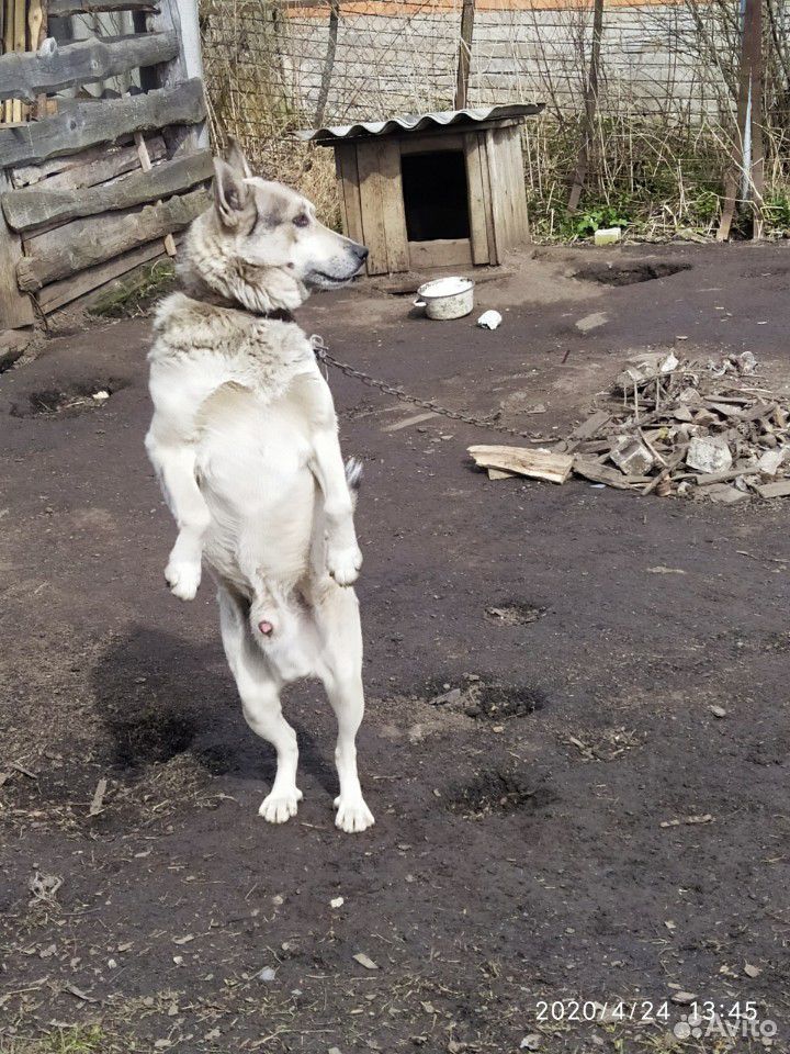Собаки купить на Зозу.ру - фотография № 2