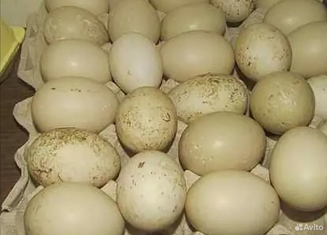 Инкубационное яйцо индоуток купить на Зозу.ру - фотография № 1