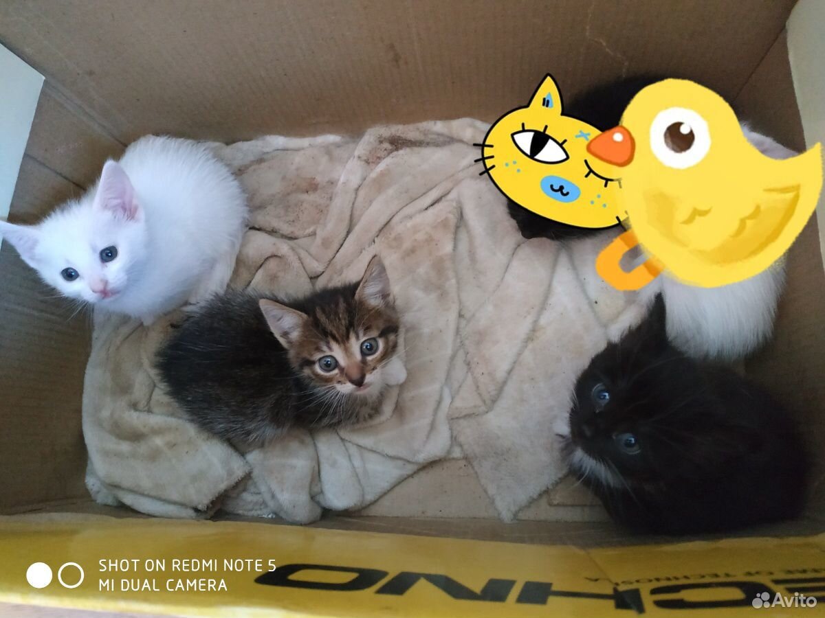 Иваново кошки найденыши в Иваново. Купить кошку иваново