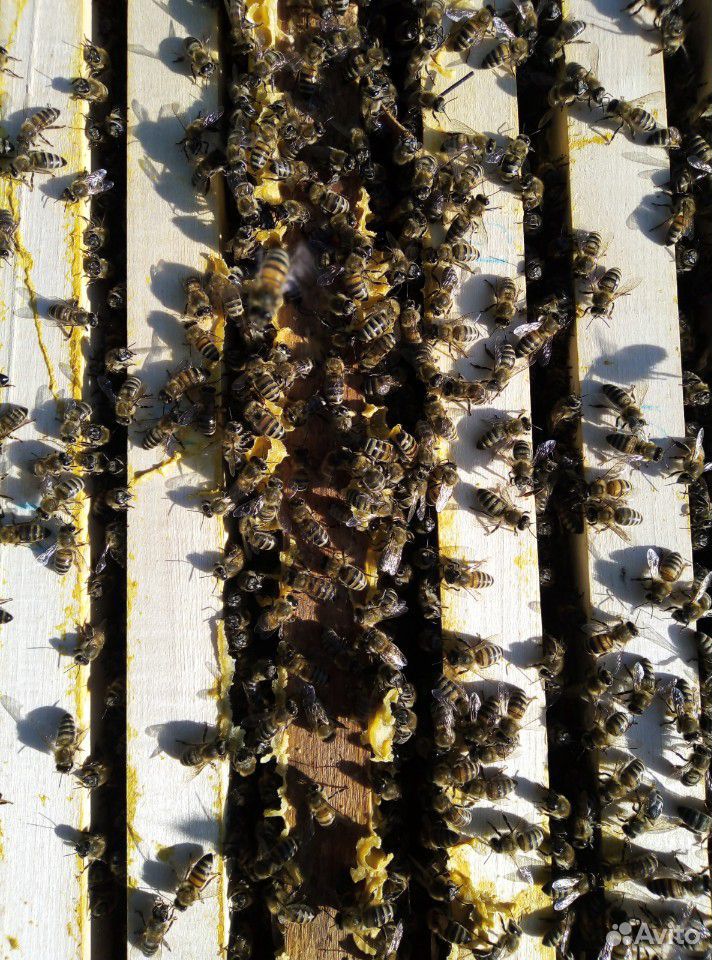 Пчело пакеты купить на Зозу.ру - фотография № 2