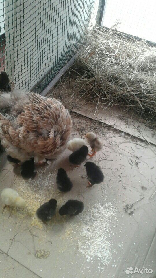 Наседка и 12 цыплят цыплятам 9 дней купить на Зозу.ру - фотография № 2