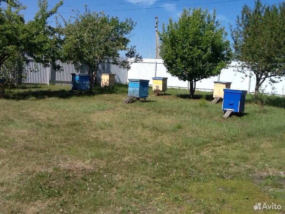 Ульи с пчёлами купить на Зозу.ру - фотография № 1