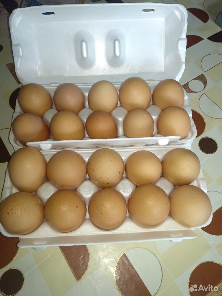 Инкубационное яйцо кур породы Доминант купить на Зозу.ру - фотография № 1