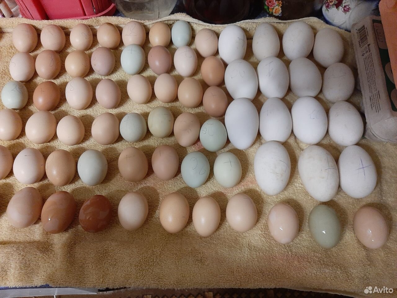 Цыплята, инкубационное яйцо, кубанские гуси, гусят купить на Зозу.ру - фотография № 1