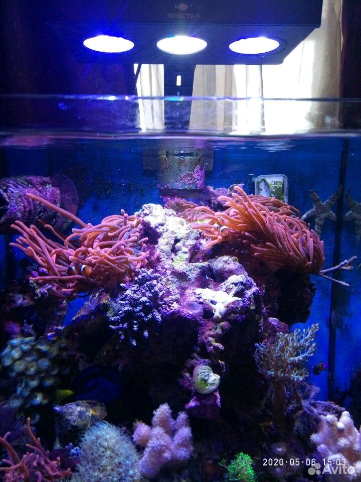 Морской светильник для нано рифа купить на Зозу.ру - фотография № 5
