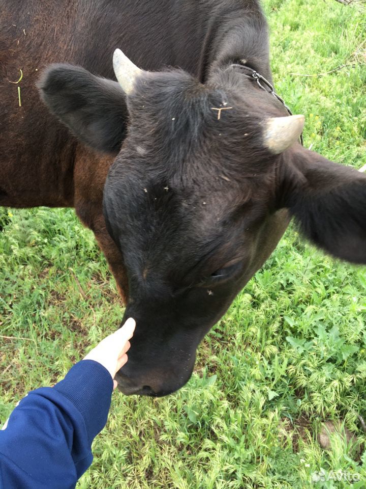 Тёлочка на корову купить на Зозу.ру - фотография № 2