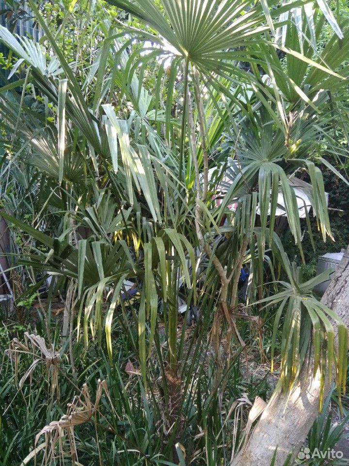 Пальма китайская веерная (Трахикарпус Форчуна) раз купить на Зозу.ру - фотография № 10