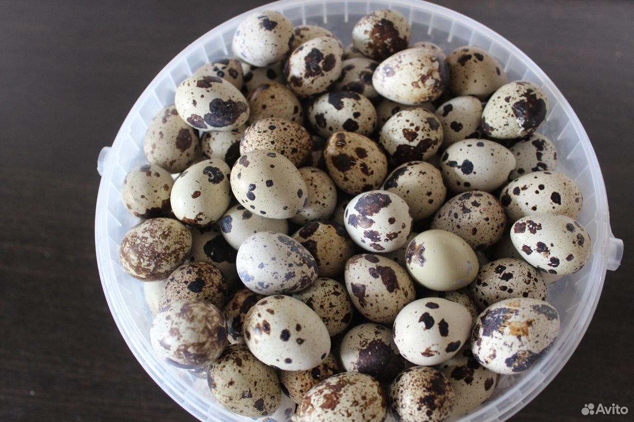 Яйцо перепелиное пищевое купить на Зозу.ру - фотография № 1