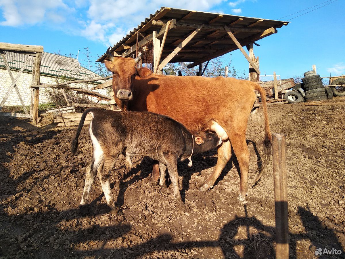 Коровы с телятоми купить на Зозу.ру - фотография № 1