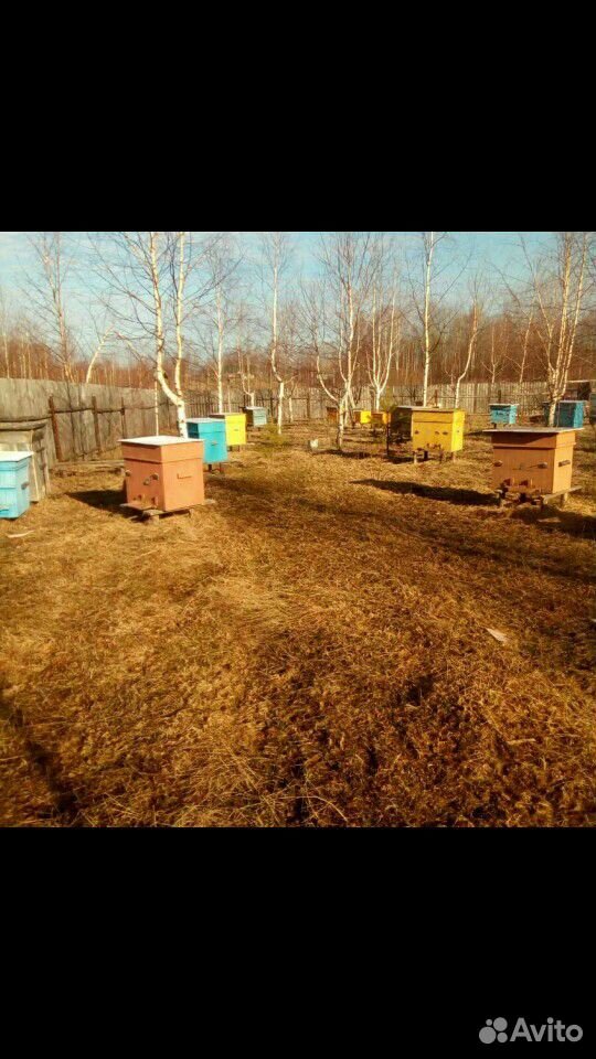 Продам пчелосемей купить на Зозу.ру - фотография № 1