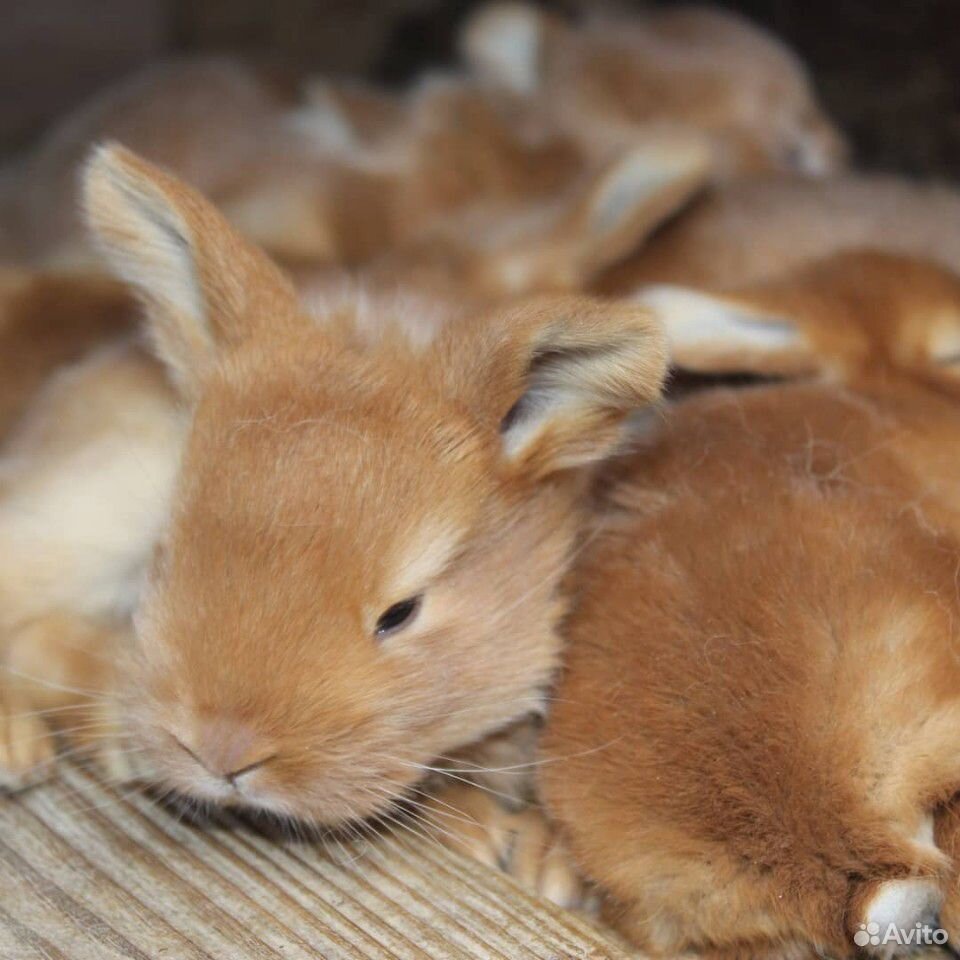 Кролики Французский баран и новозеландский красный купить на Зозу.ру - фотография № 8