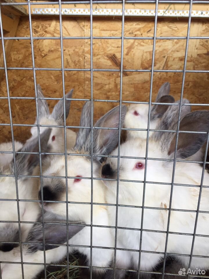 Продам кроликов колифорния 2,5месяца купить на Зозу.ру - фотография № 2