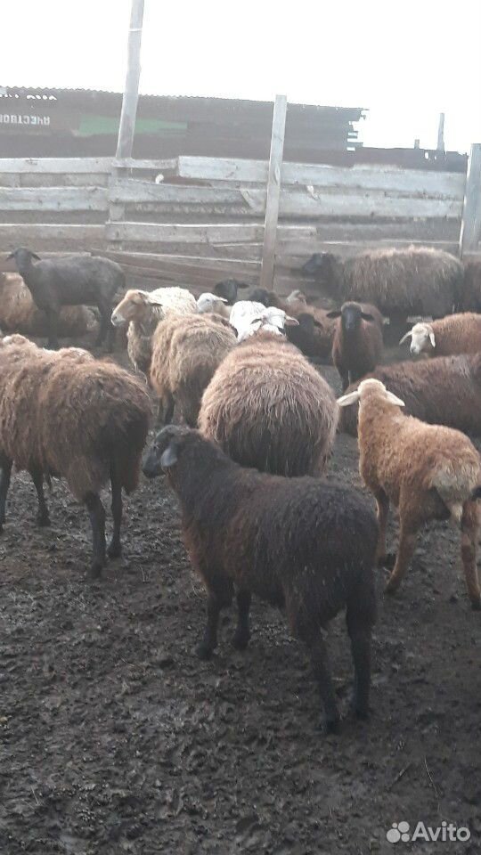 Корови тёлки и овци купить на Зозу.ру - фотография № 6