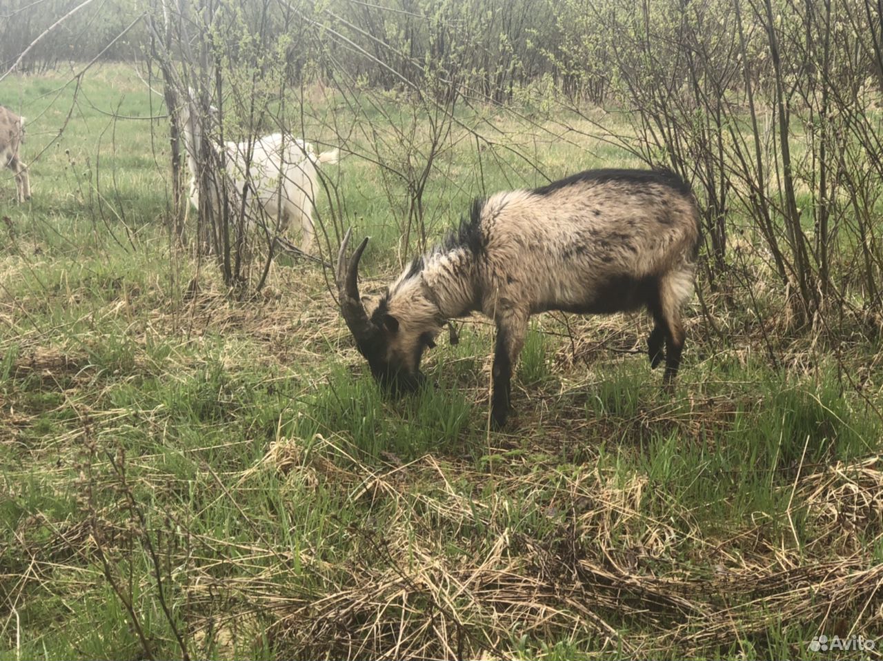 Козы, козлы и козлята А также бычок на мясо купить на Зозу.ру - фотография № 7