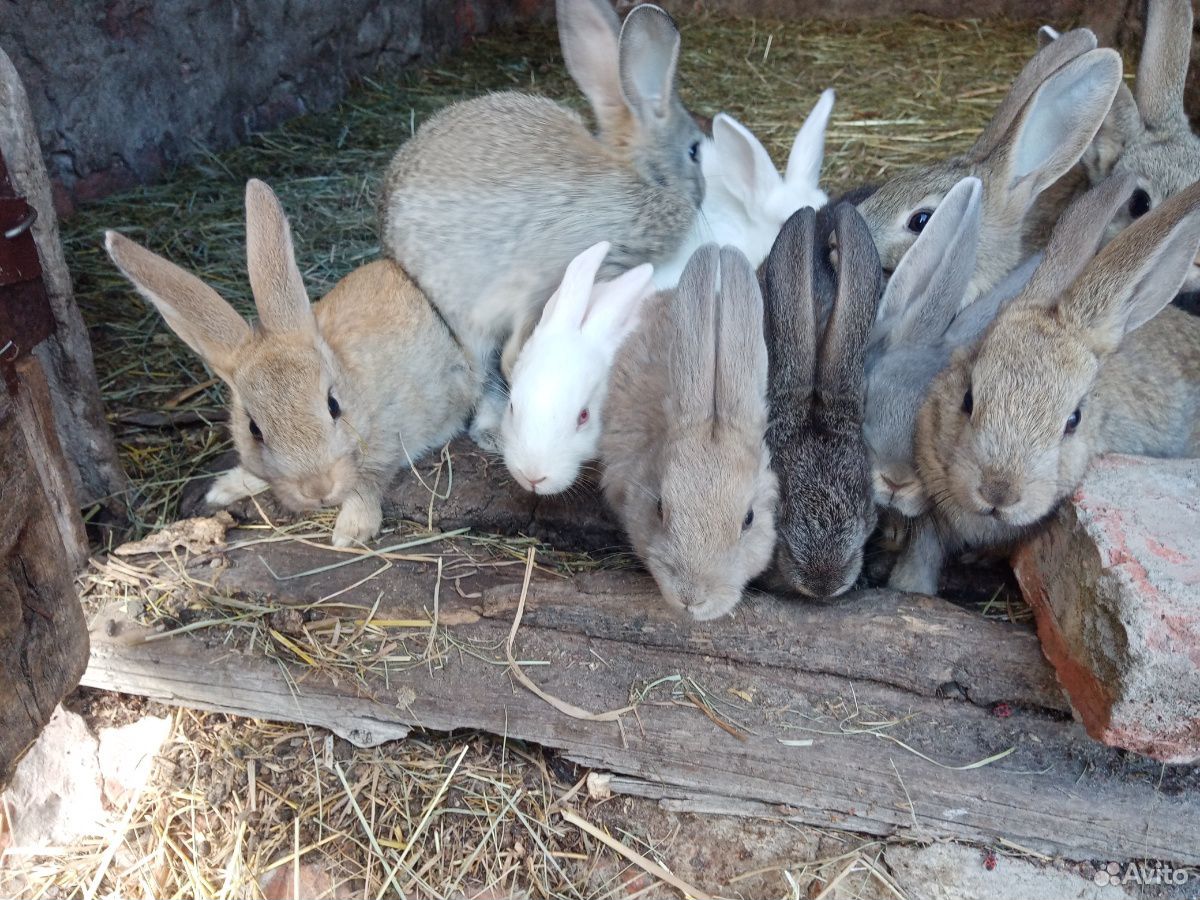 Кролики помись с великаном купить на Зозу.ру - фотография № 6