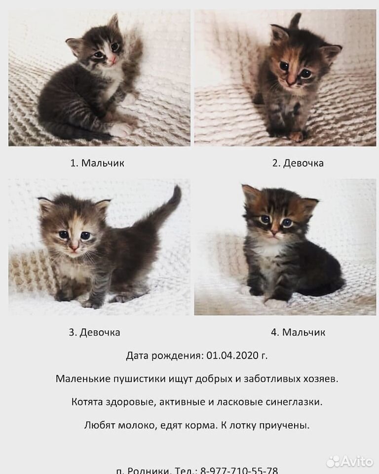 Котята 1,5 мес. в добрые руки купить на Зозу.ру - фотография № 1