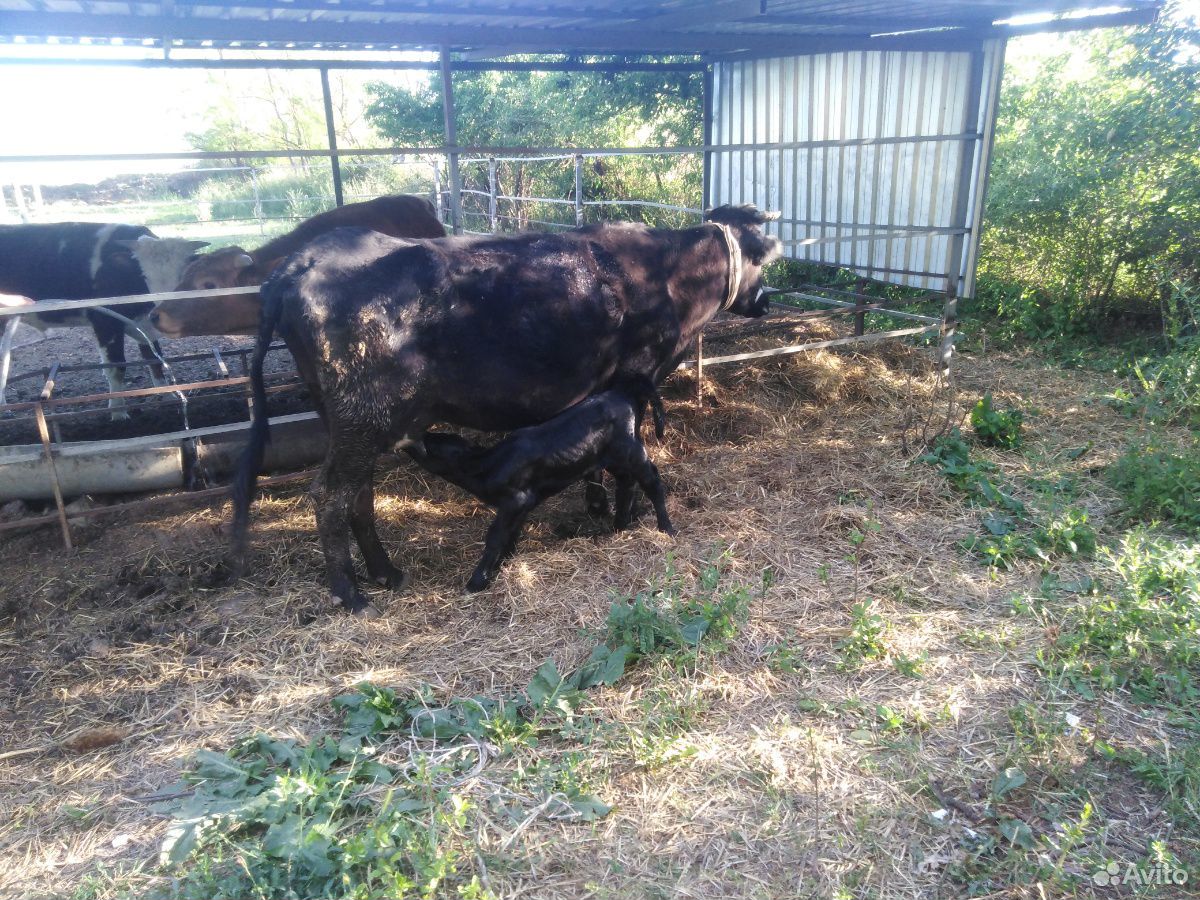 Корова с телёнкам купить на Зозу.ру - фотография № 1