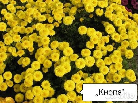 Хризантема корейская кустовая купить на Зозу.ру - фотография № 3
