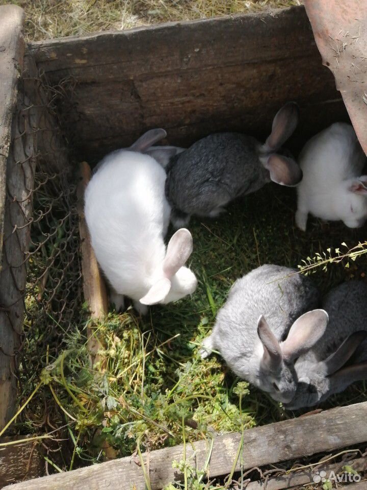 Продам кроликов 8 шт 2-ух месечные купить на Зозу.ру - фотография № 3