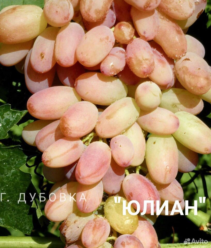 Саженцы винограда купить на Зозу.ру - фотография № 7