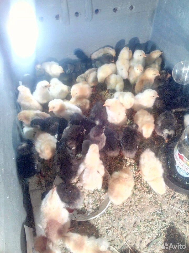 Цыплята от кур несушек купить на Зозу.ру - фотография № 2