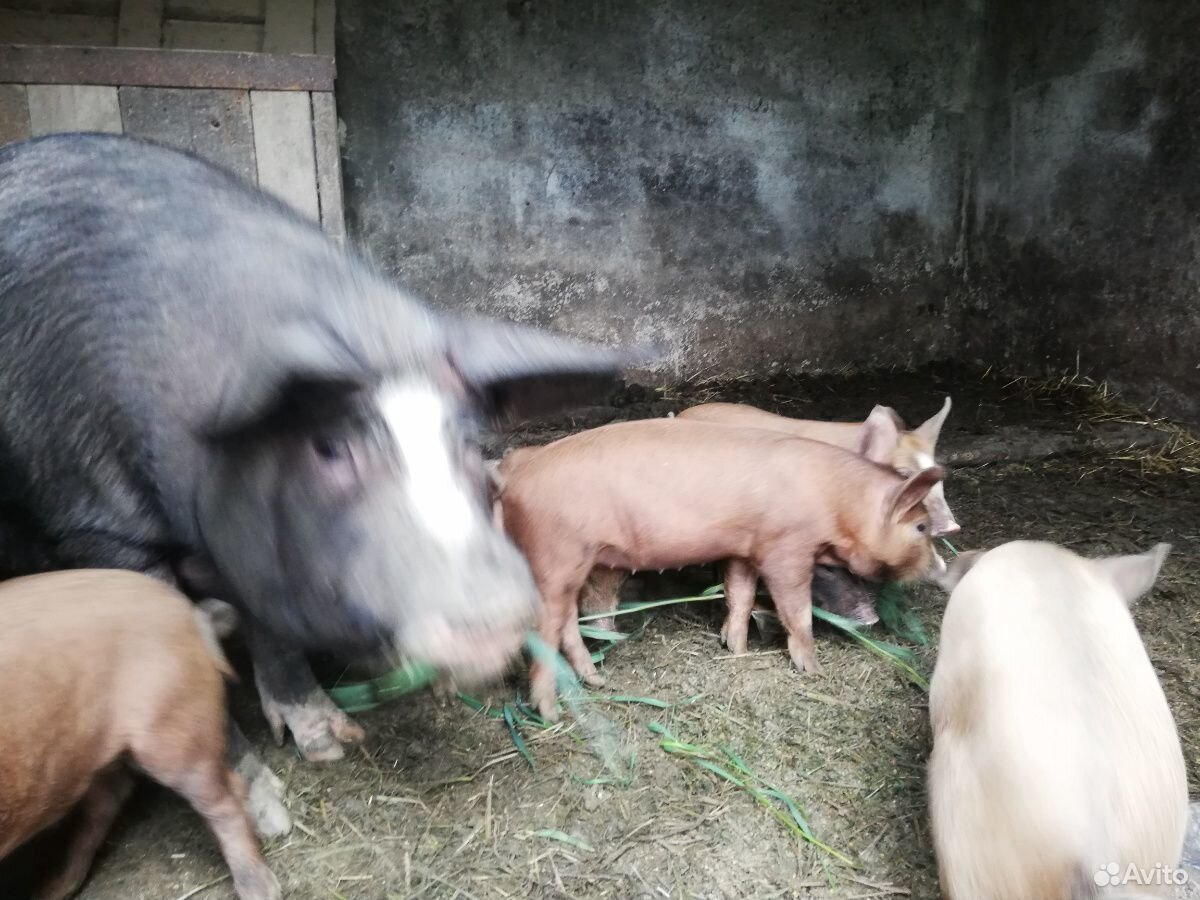 Поросята свинобык купить на Зозу.ру - фотография № 2