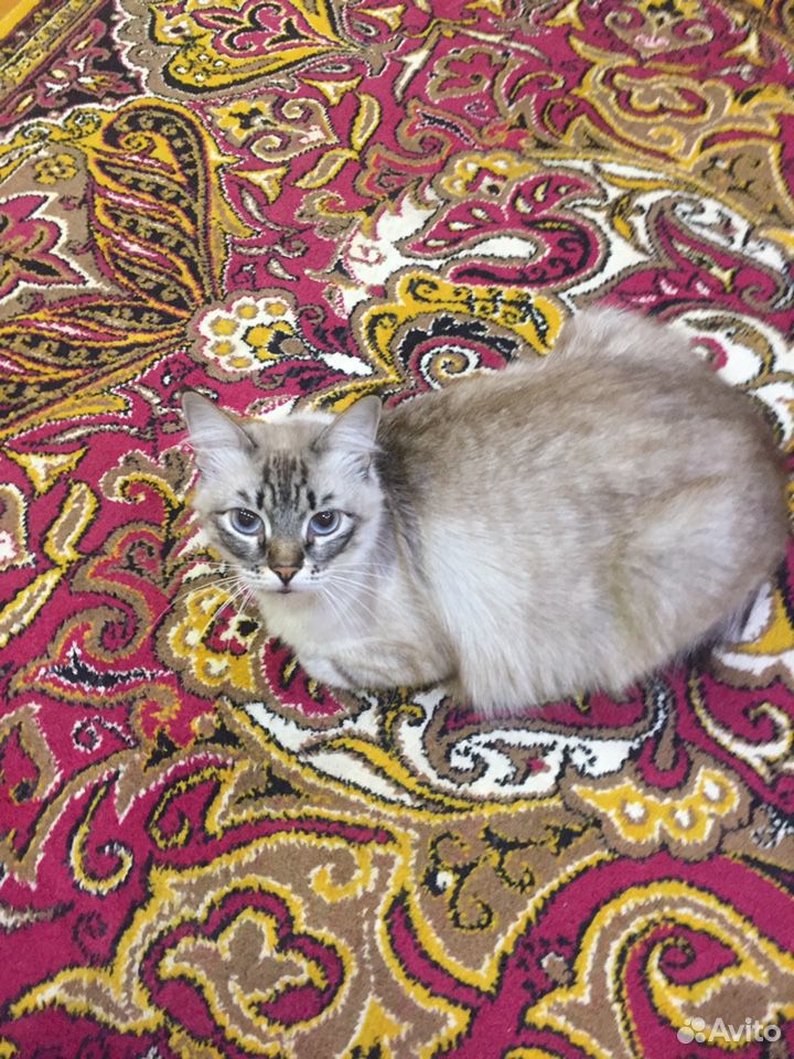 Кошка в добрые руки, стерилизованая купить на Зозу.ру - фотография № 1