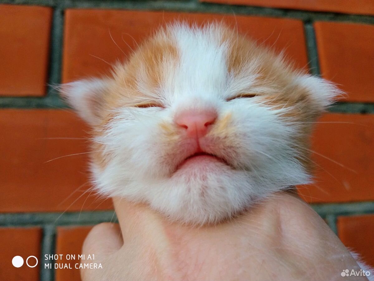 Кот красный арлекин мраморный купить на Зозу.ру - фотография № 5
