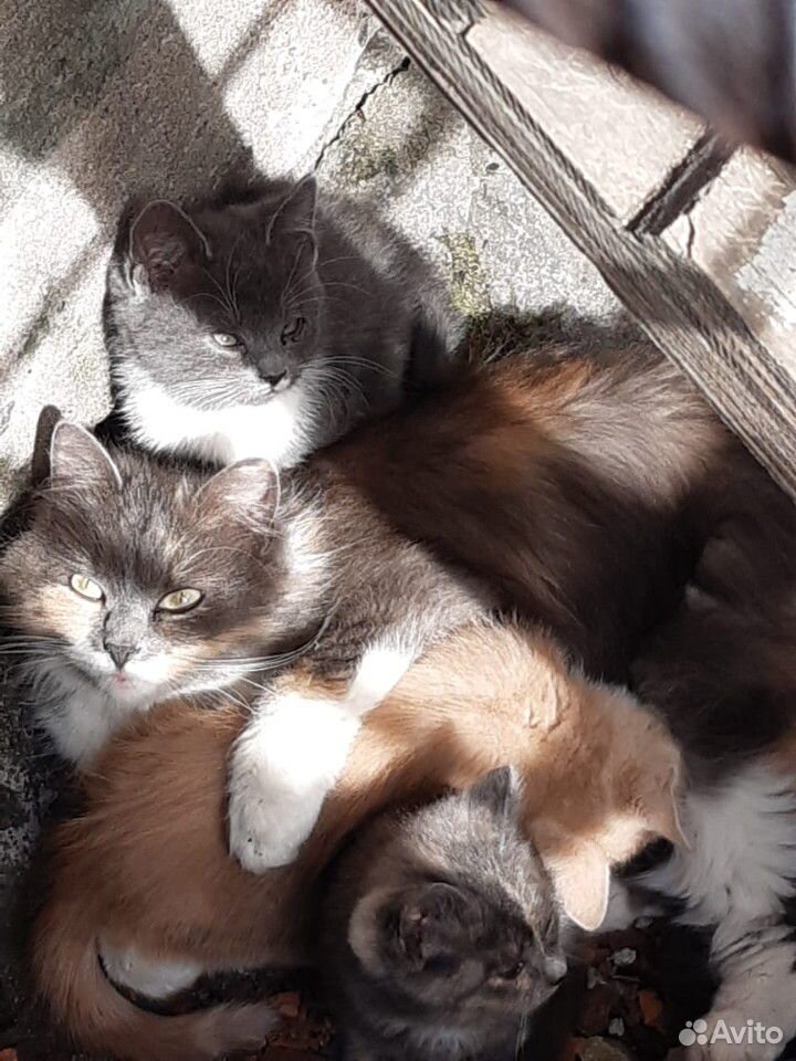 Красавица кошка и её котятки купить на Зозу.ру - фотография № 1