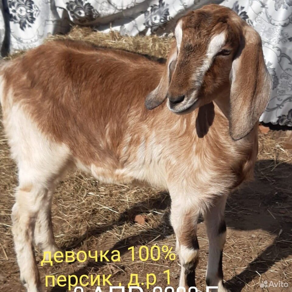 Коза нубийская купить на Зозу.ру - фотография № 7