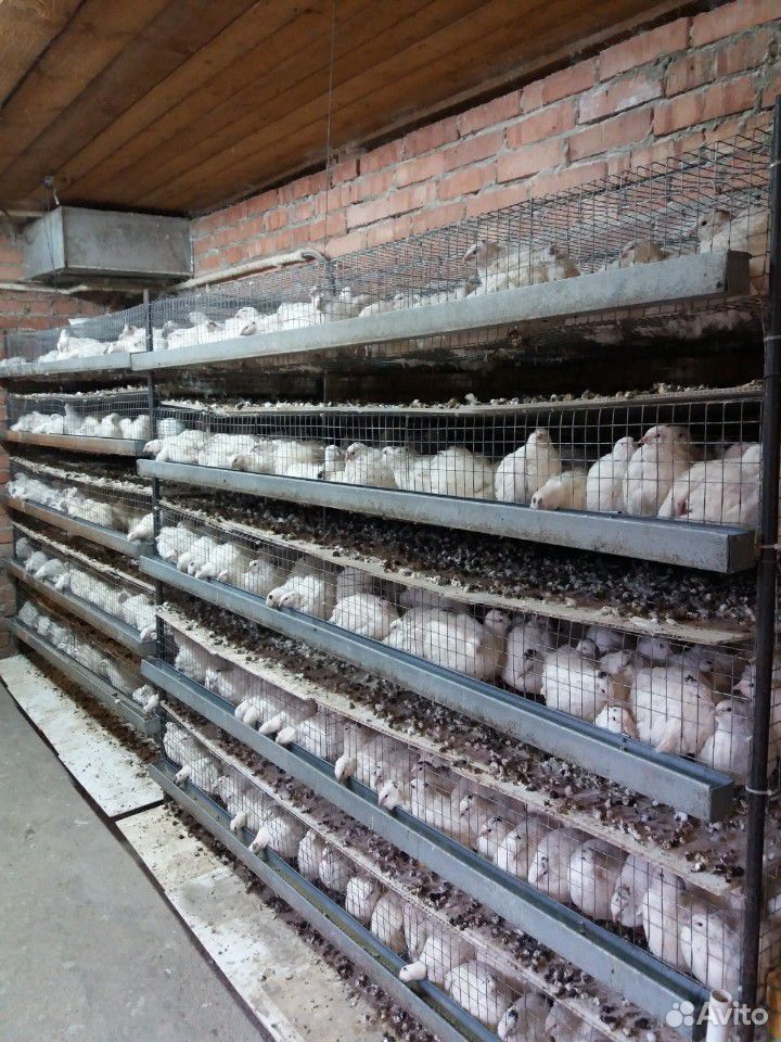 Яйца перепелиные инкубационные купить на Зозу.ру - фотография № 2