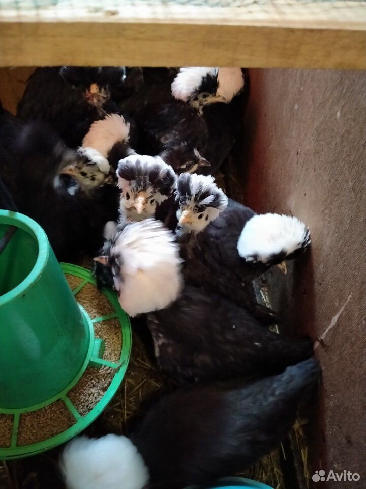 Инкубационные яйца,Голландские Белохохлые купить на Зозу.ру - фотография № 1