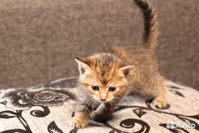 Камышовая кошечка (котята в дар) купить на Зозу.ру - фотография № 4