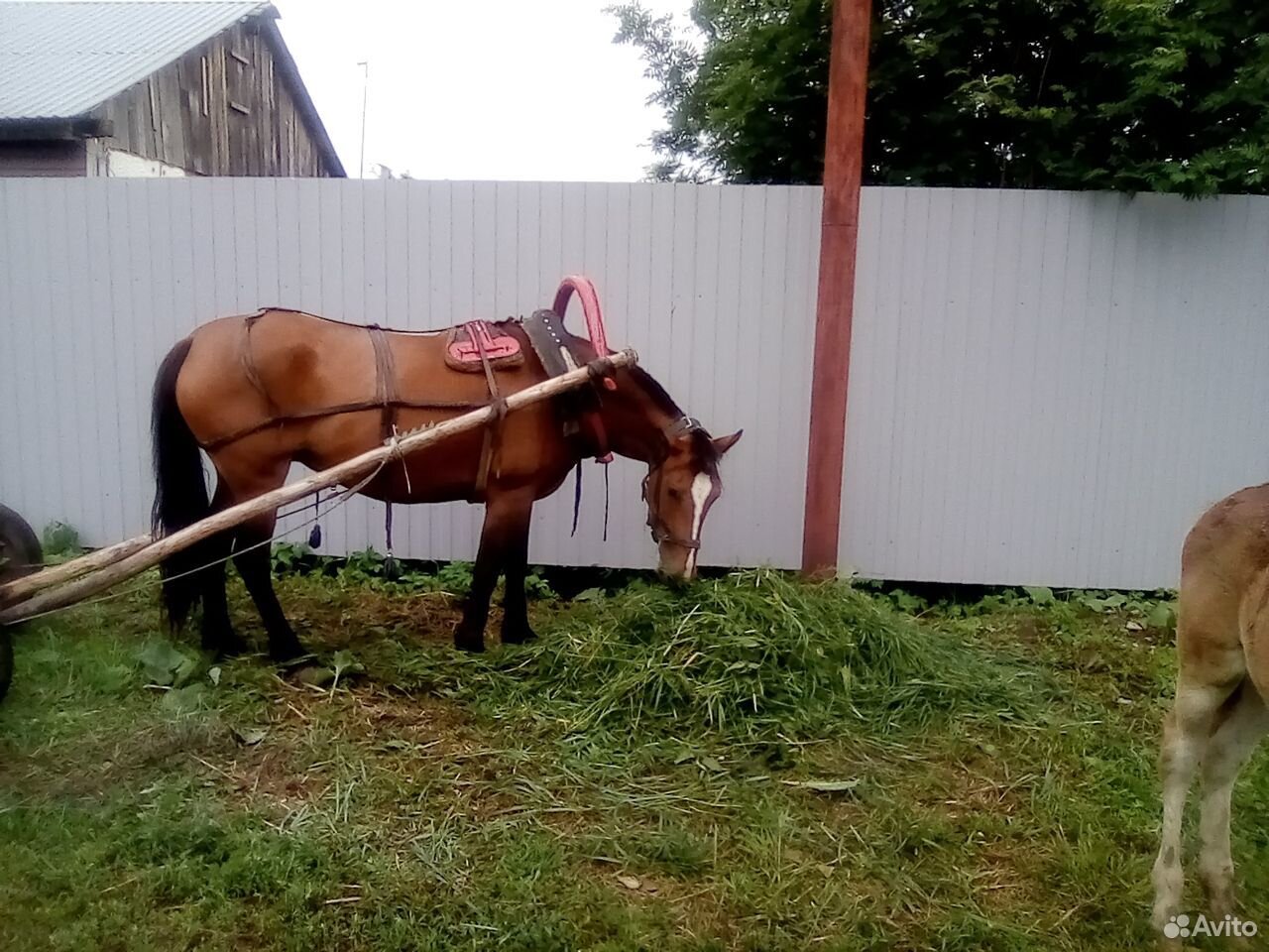 Продам лошадь купить на Зозу.ру - фотография № 5