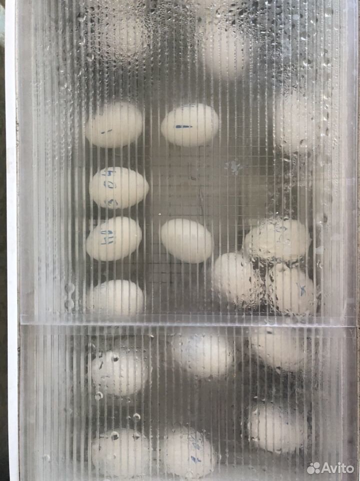 Яйца гусиные инкубационные порода Линда купить на Зозу.ру - фотография № 2