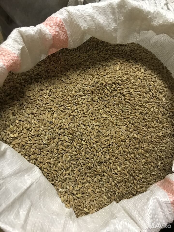 Продам зерно пшеницы купить на Зозу.ру - фотография № 3