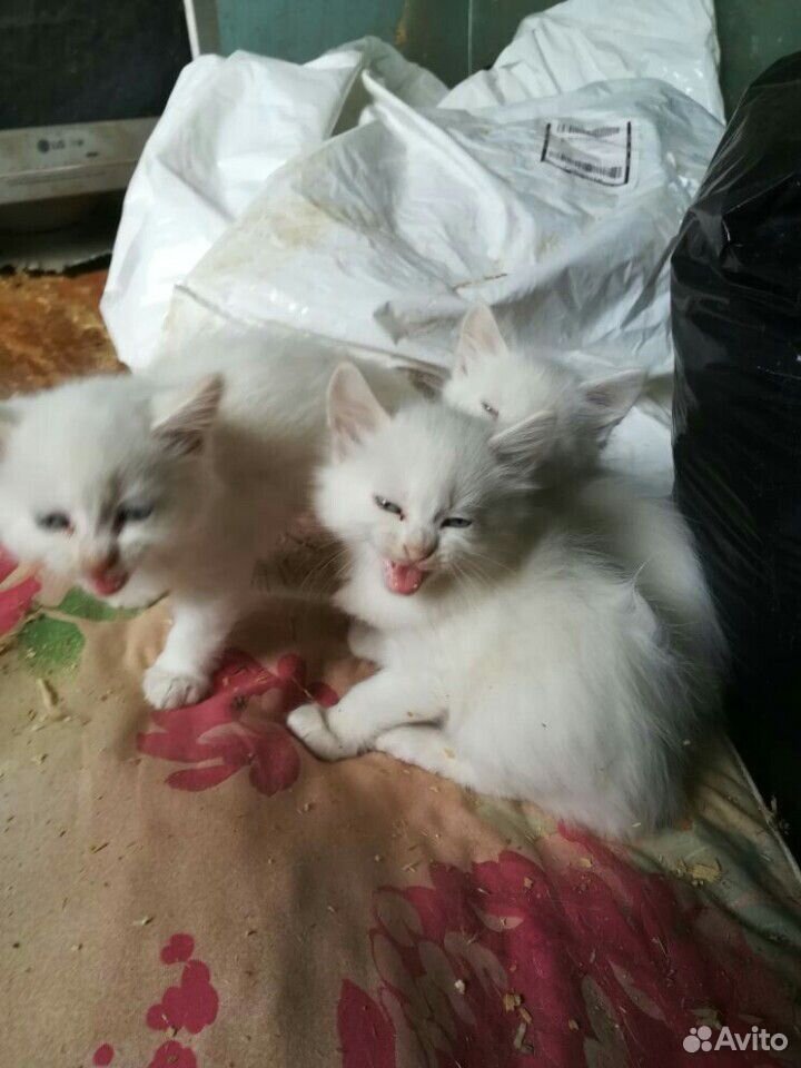 Белоснежные котята купить на Зозу.ру - фотография № 1