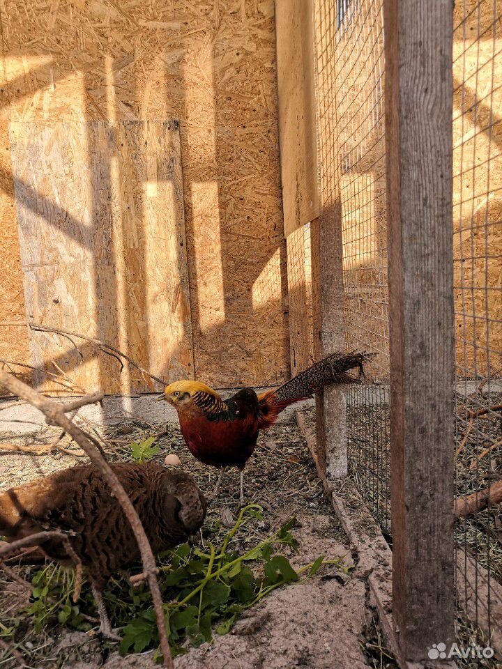 Инкубационное яйцо золотого фазана купить на Зозу.ру - фотография № 1